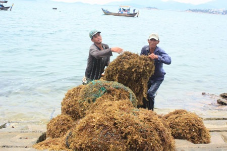 Mưu sinh với rong biển - 3