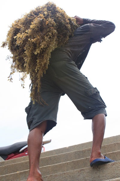 Mưu sinh với rong biển - 4