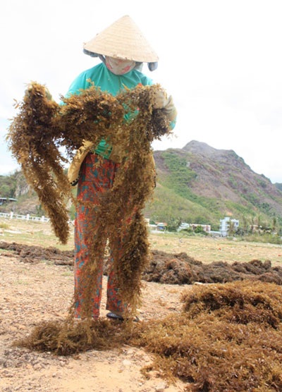 Mưu sinh với rong biển - 6