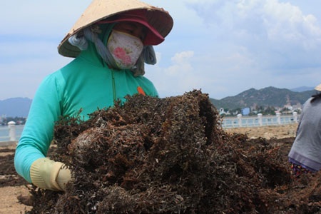 Mưu sinh với rong biển - 7