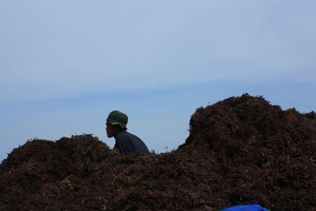 Mưu sinh với rong biển - 8