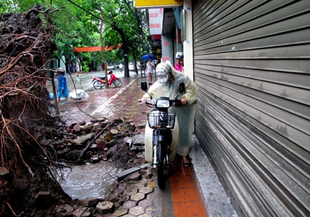 Cổ thụ bật gốc kéo theo cột điện bốc cháy - 4