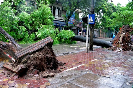 Cổ thụ bật gốc kéo theo cột điện bốc cháy - 1