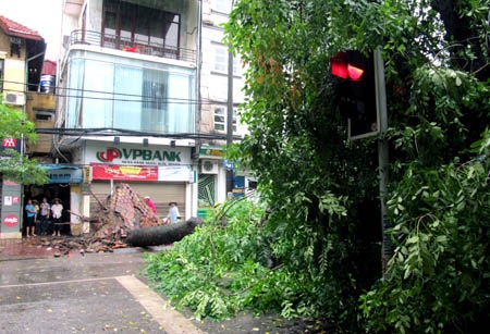 Cổ thụ bật gốc kéo theo cột điện bốc cháy - 2