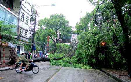 Cổ thụ bật gốc kéo theo cột điện bốc cháy - 3