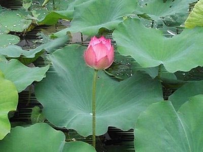 Lá sen chống nóng ẩm, giải cảm và giảm béo - 1 Lá sen chống nóng ẩm, giải cảm và giảm béo - 1