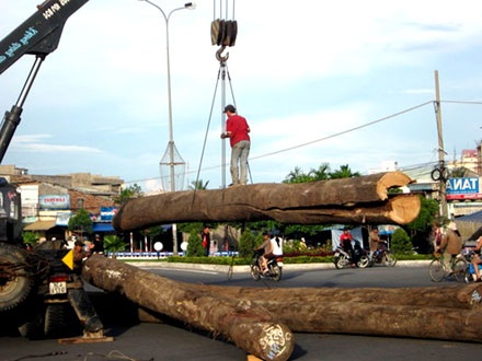 Hoảng loạn vì 4 cây gỗ lớn lao xuống đường - 1 Hoảng loạn vì 4 cây gỗ lớn lao xuống đường - 1