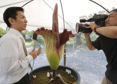 Người Nhật phát sốt vì “hoa thối” - 3 Người Nhật phát sốt vì “hoa thối” - 3