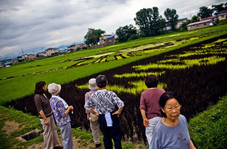 Nghệ thuật “vẽ tranh” độc đáo trên cánh đồng lúa Nhật Bản - 2