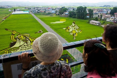 Nghệ thuật “vẽ tranh” độc đáo trên cánh đồng lúa Nhật Bản - 4