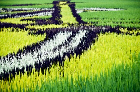 Nghệ thuật “vẽ tranh” độc đáo trên cánh đồng lúa Nhật Bản - 5