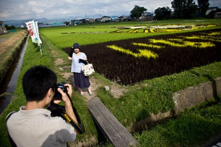 Nghệ thuật “vẽ tranh” độc đáo trên cánh đồng lúa Nhật Bản - 6