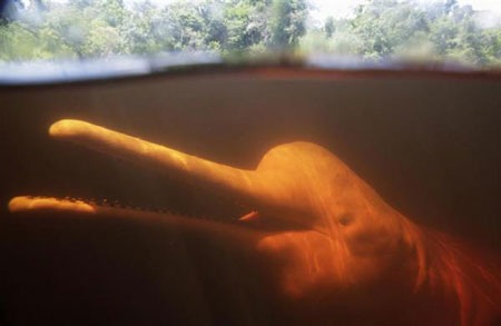 Cá heo hồng chữa bệnh - 4