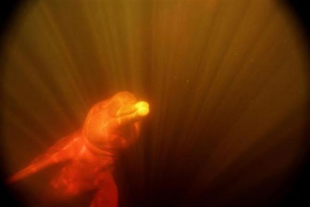 Cá heo hồng chữa bệnh - 5