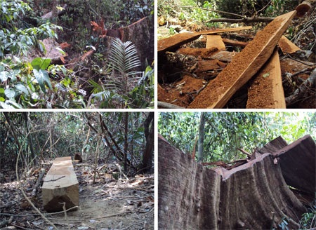 Rừng nguyên sinh tại VN sắp suy kiệt nghiêm trọng - 1 Rừng nguyên sinh tại VN sắp suy kiệt nghiêm trọng - 1