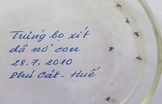 Huế: Trứng bọ xít hút máu đã nở con - 2