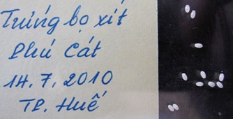 Huế: Trứng bọ xít hút máu đã nở con - 1