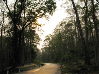 Chiêm ngưỡng vẻ đẹp rừng Săng Lẻ  - 5