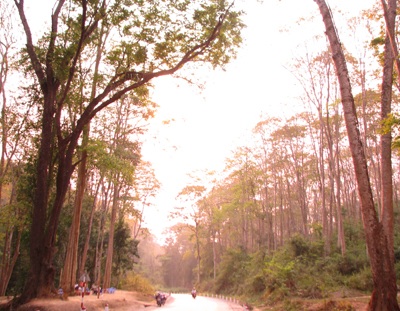 Chiêm ngưỡng vẻ đẹp rừng Săng Lẻ  - 1