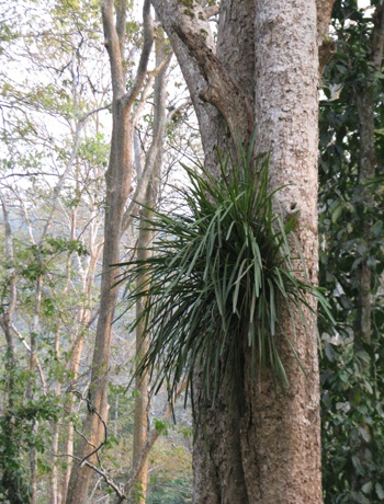 Chiêm ngưỡng vẻ đẹp rừng Săng Lẻ  - 3