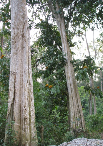 Chiêm ngưỡng vẻ đẹp rừng Săng Lẻ  - 9