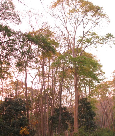 Chiêm ngưỡng vẻ đẹp rừng Săng Lẻ  - 8