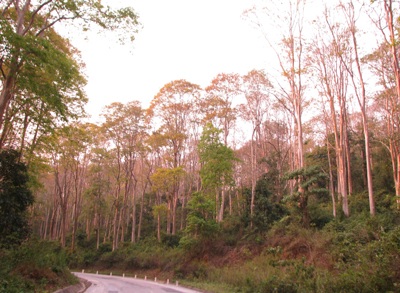 Chiêm ngưỡng vẻ đẹp rừng Săng Lẻ  - 10