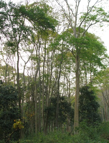 Chiêm ngưỡng vẻ đẹp rừng Săng Lẻ  - 7