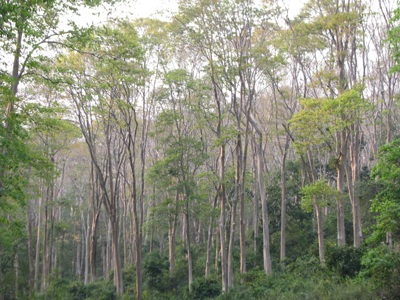 Chiêm ngưỡng vẻ đẹp rừng Săng Lẻ  - 6