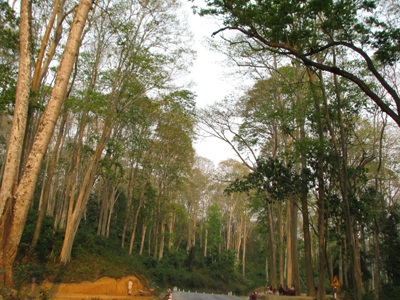 Chiêm ngưỡng vẻ đẹp rừng Săng Lẻ  - 4