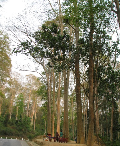 Chiêm ngưỡng vẻ đẹp rừng Săng Lẻ  - 2