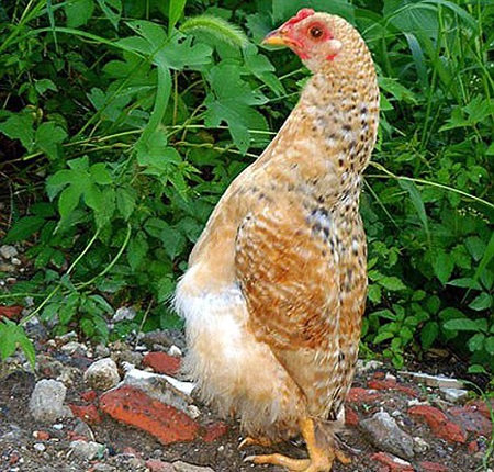 Gà ngỡ mình là chim cánh cụt - 1