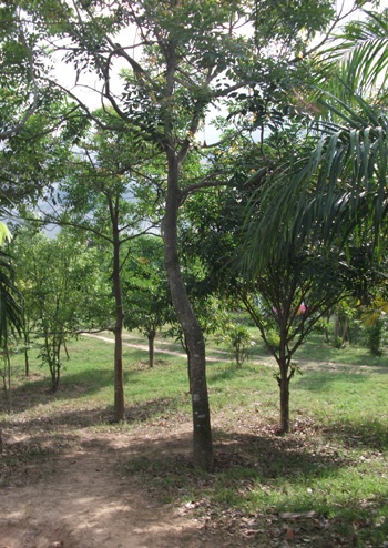 Một thanh niên treo cổ ở công viên  - 1