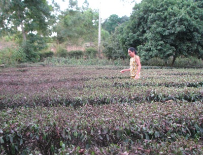 Điêu đứng vì cây chè hóa... củi - 1