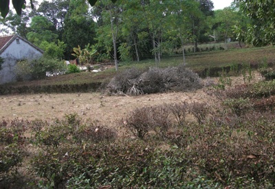 Điêu đứng vì cây chè hóa... củi - 3