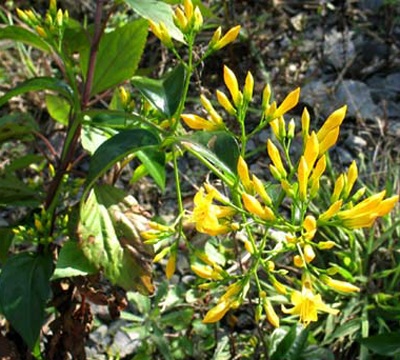 Đôi trai gái rủ nhau chết trong rừng - 1