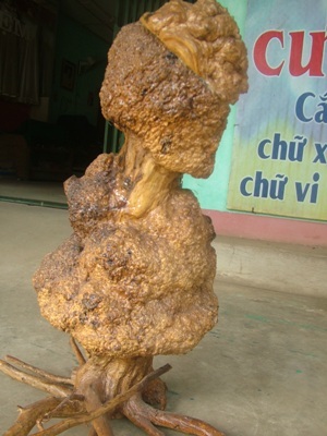 Đổ xô đi xem gốc cà phê giống hình thiếu nữ - 1