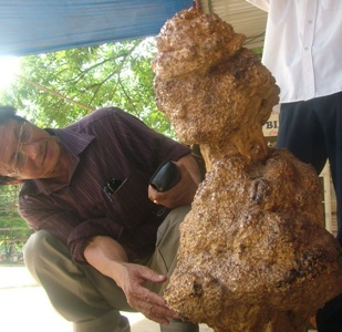 Đổ xô đi xem gốc cà phê giống hình thiếu nữ - 2