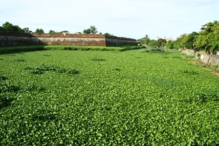 Bèo hoa dâu “tấn công” cố đô Huế - 1