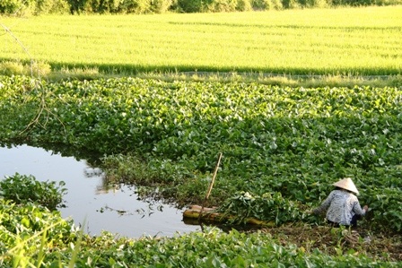 Bèo hoa dâu “tấn công” cố đô Huế - 10