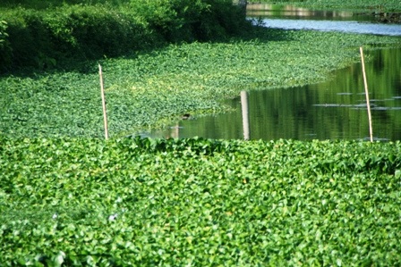 Bèo hoa dâu “tấn công” cố đô Huế - 11