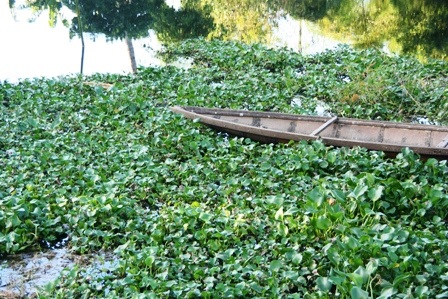 Bèo hoa dâu “tấn công” cố đô Huế - 12