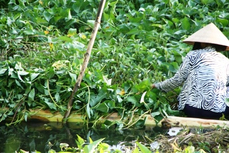 Bèo hoa dâu “tấn công” cố đô Huế - 13