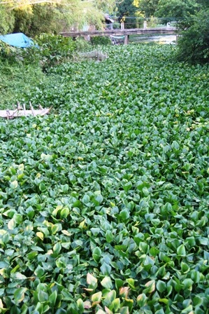 Bèo hoa dâu “tấn công” cố đô Huế - 2