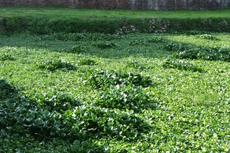 Bèo hoa dâu “tấn công” cố đô Huế - 3