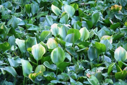 Bèo hoa dâu “tấn công” cố đô Huế - 4