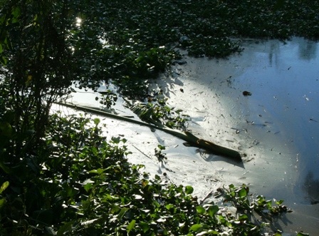 Bèo hoa dâu “tấn công” cố đô Huế - 6