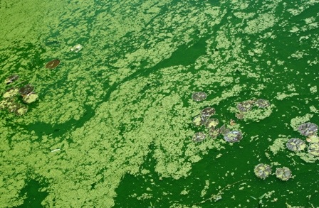 Bèo hoa dâu “tấn công” cố đô Huế - 7