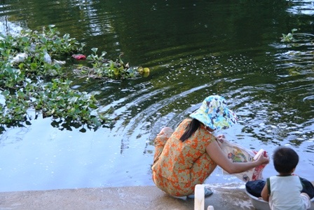 Bèo hoa dâu “tấn công” cố đô Huế - 9