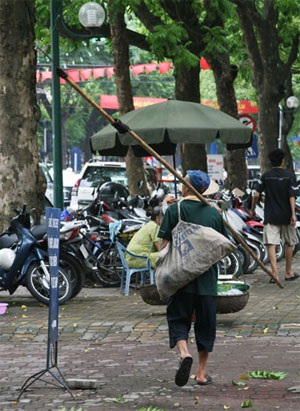 “Số phận” người hái sấu đặc biệt giữa Thủ đô - 3 “Số phận” người hái sấu đặc biệt giữa Thủ đô - 3